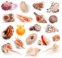 Seashell collection isolated on a white