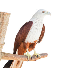 Eagle isolated on white