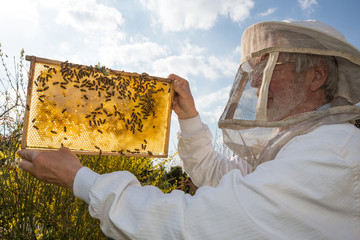Beekeeper holds honeycomb of a beehive against the sun