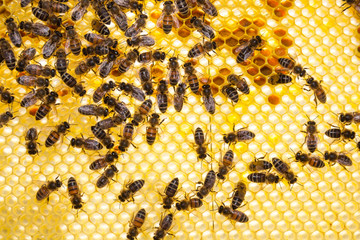 Bees on honeycomb in a beehive