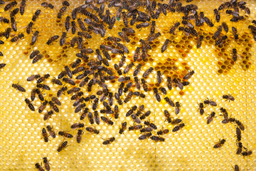 Bees on honeycomb in a beehive