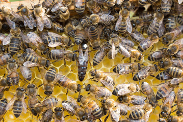 Queen bee in bee hive laying eggs