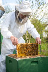 Beekeeper caring for bee colony