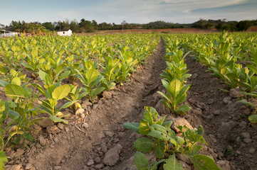 Tobacco field in Cuba