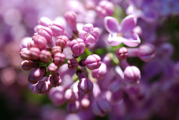 SYRINGA VULGARIS. LILO, LILA