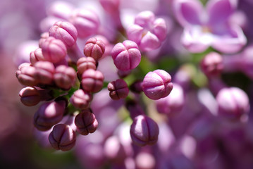 SYRINGA VULGARIS. LILO, LILA