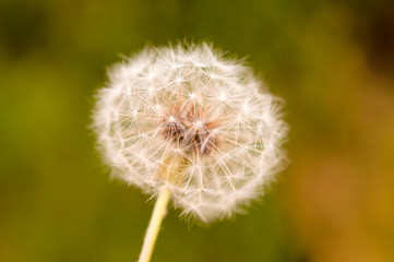 Dandelion flower