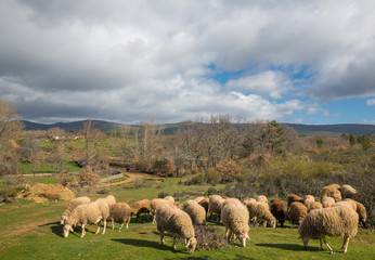 Fototapeta premium Flock of sheep