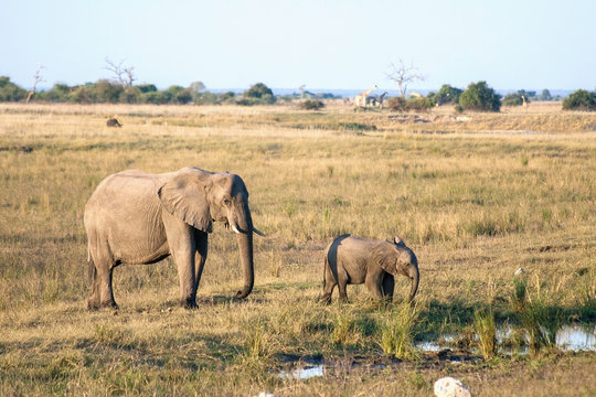 Elephant mother and baby in Botswana