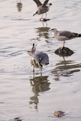 A great Heron catches a fish