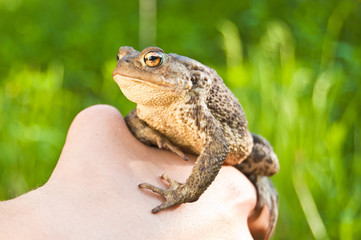 frog