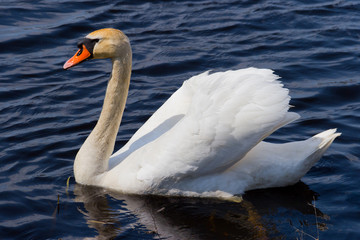 White swan floats in blue water of lake