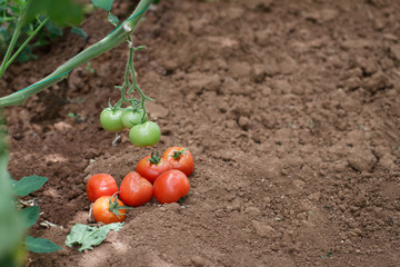 Red and Green Tomatoes