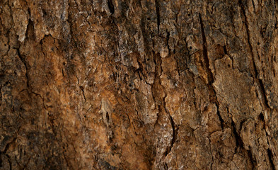bark
