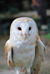 Common Barn Owl (Tyto Alba)
