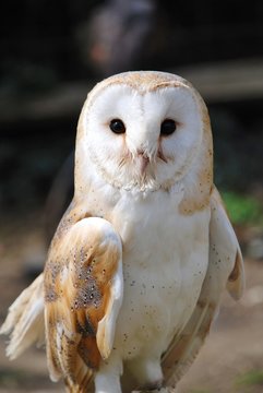 Common Barn Owl (Tyto Alba)