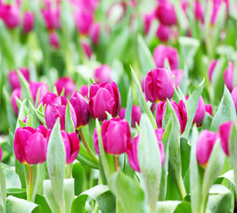 Purple tulips