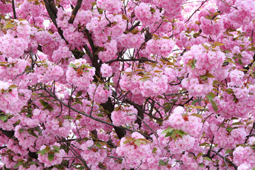 Naklejka premium Cherry blossoms