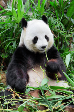 Wild panda
