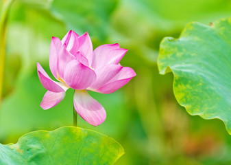 Obraz premium lotus flower blossom