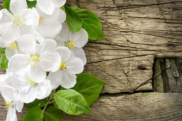 Pear blossoms over wood background