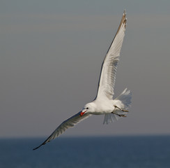 Audouin's Gull, seagull