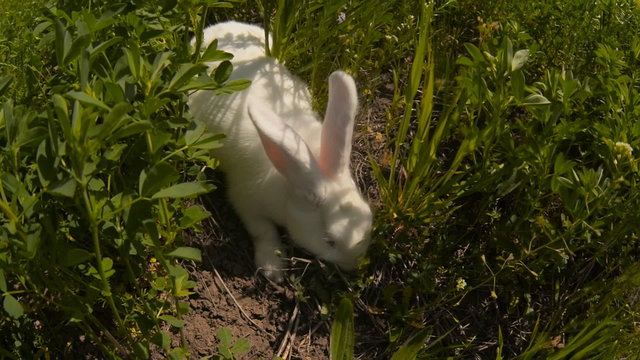 rabbit runs across the field and eating grass