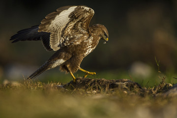Common buzzard with prey