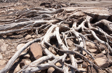 Driftwood Tree Branches