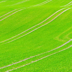 Obraz premium Beautiful green field pattern