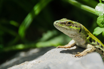 Lizard close-up