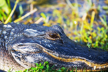 Alligator