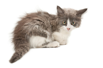 Grey and white kitten
