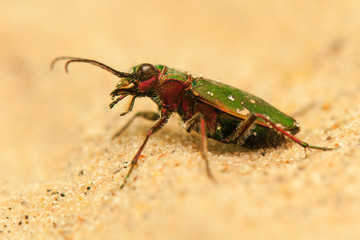 Cicindela campestris