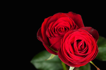 two red roses on black