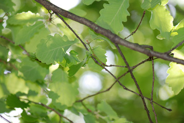 HOJAS DE QUERCUS ROBUR