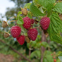 Himbeeren - Rubus idaeus