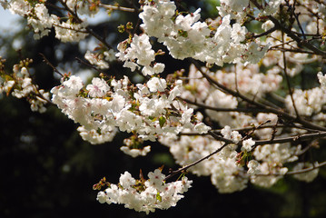 FLORACIÓN DE UN ALMENDRO