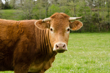 Vache, portrait