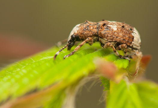 Platystomos albinus