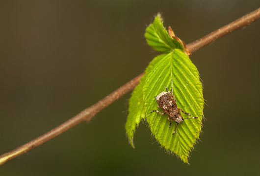 Platystomos albinus