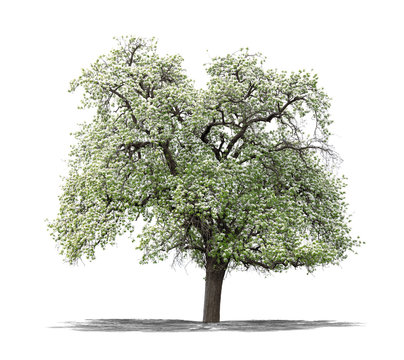 Arbre sur fond blanc