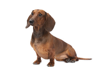 dachshund puppy