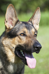 german sheepdog portrait