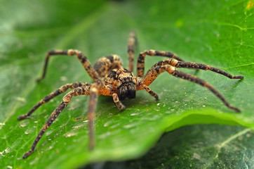 tarantula on leaf