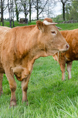 Vache, portrait