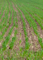 farm field background