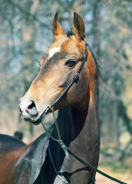 beautiful portrait of purebred ahalteke  stallion in spring fore