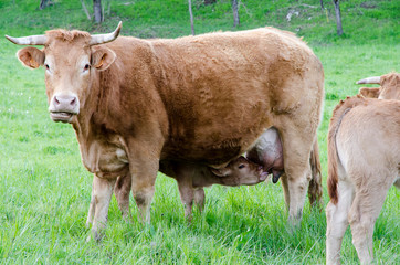 Veau qui tête la vache