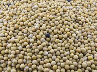 mustard seed - macro,  Spice while eating